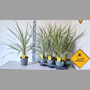 CORD AUS VARIEGAT