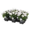 Osteospermum FP Ice Decorum