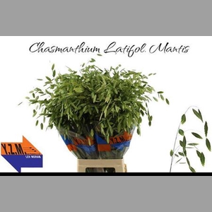Chasm Latifol Mantis 80 Cm