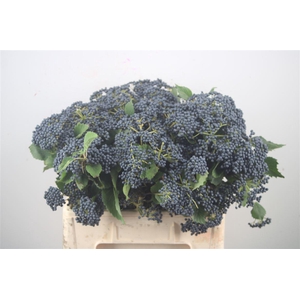VIBURNUM DARK BLUE HERMAN