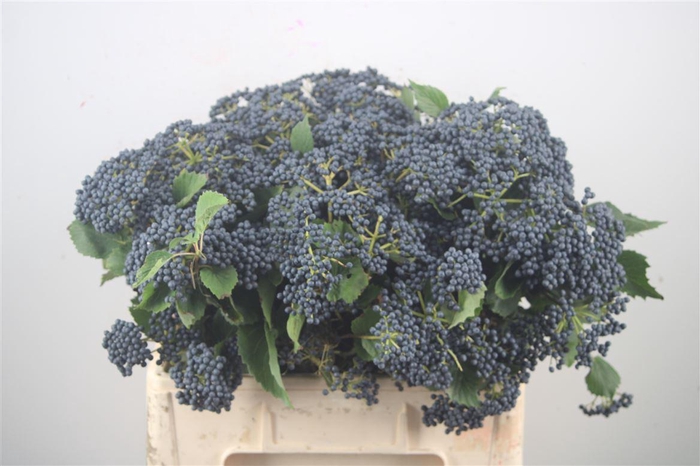 <h4>VIBURNUM DARK BLUE HERMAN</h4>