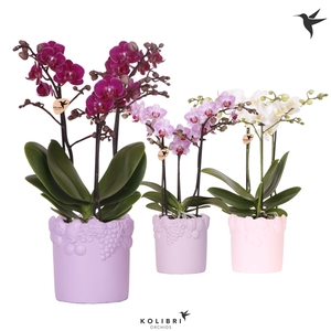 Kolibri Orchids Phalaenopsis mix 3 spike in Fruity pot pink mix