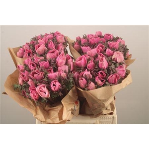 Anemone Powder Fuchsia