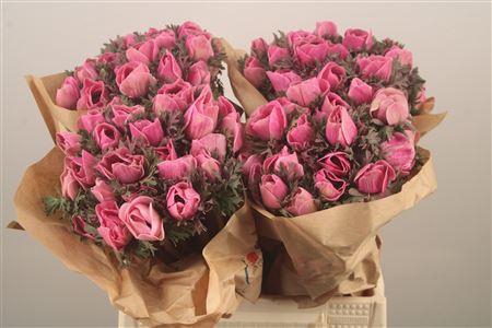 <h4>Anemone Powder Fuchsia</h4>