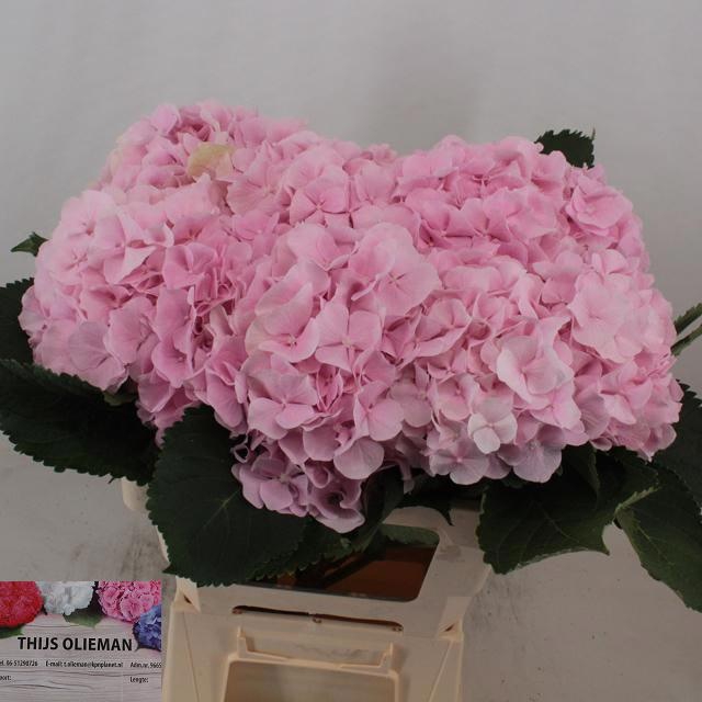 <h4>Hydrangea verena</h4>
