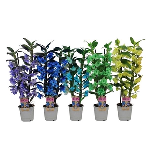 Dendrobium Nobile, Colour 2-tak Mix (inject)