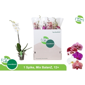 PHAL GEM