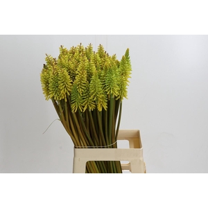 Kniphofia Eycone Yellow