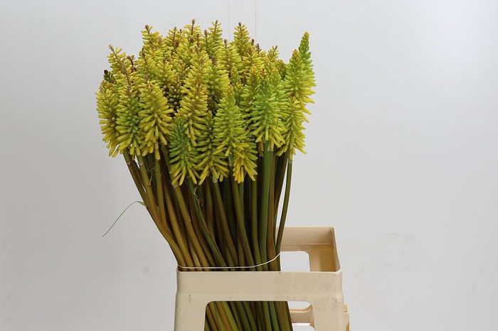 <h4>Kniphofia Eycone Yellow</h4>