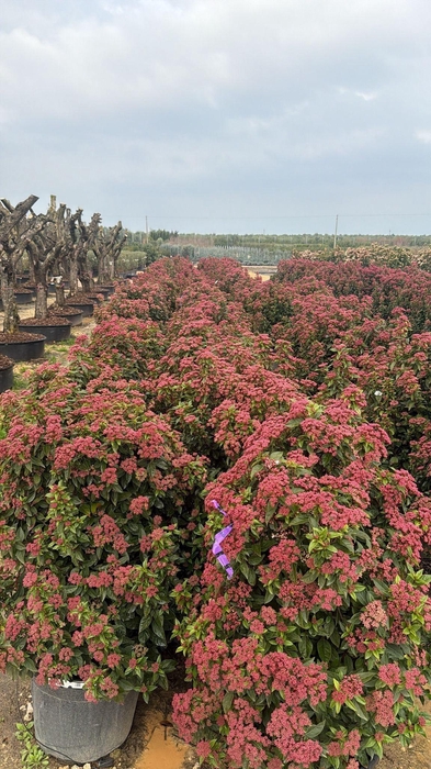 <h4>VIBU TINUS SPIRIT</h4>