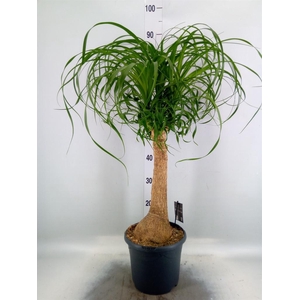 Beaucarnea recurvata
