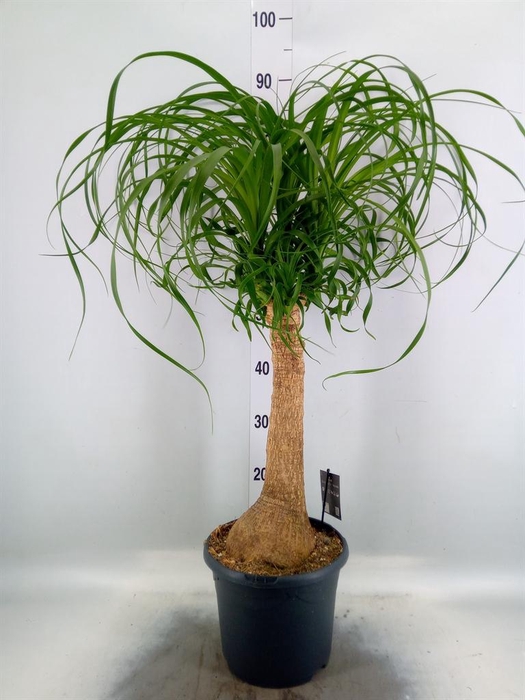 <h4>Beaucarnea recurvata</h4>