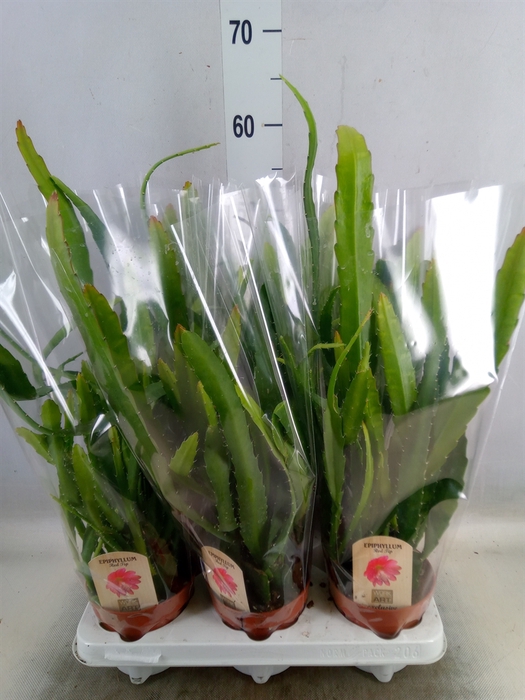 <h4>Epiphyllum   ...</h4>