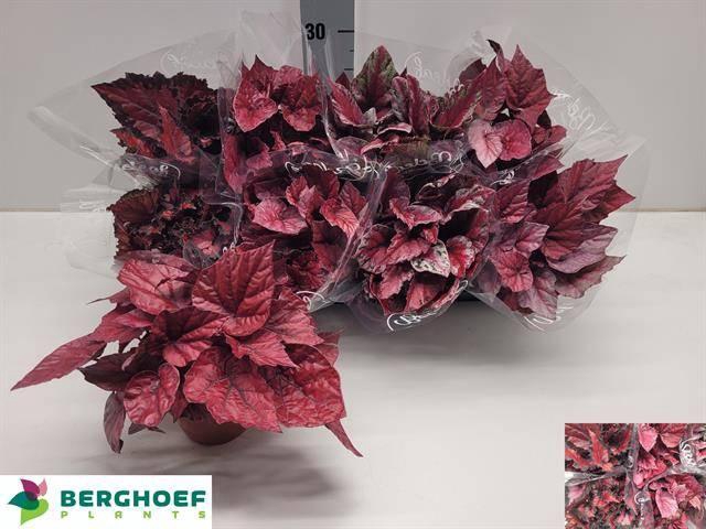 <h4>BEG BEL GEM</h4>