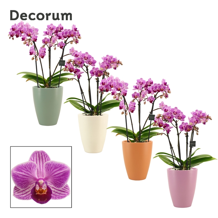 <h4>Phalaenopsis dazzling Dreamer 3-4 tak in Carly (Craft world-coll</h4>