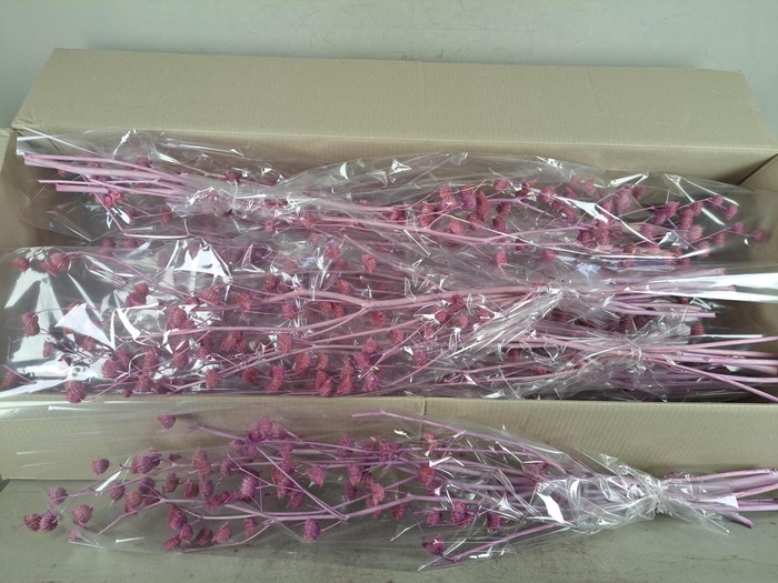 <h4>DF Lavatera Bs Lilac 120g</h4>