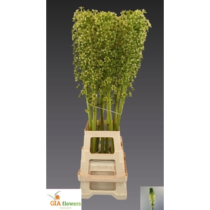 EUCOMIS P-E GOLIATH