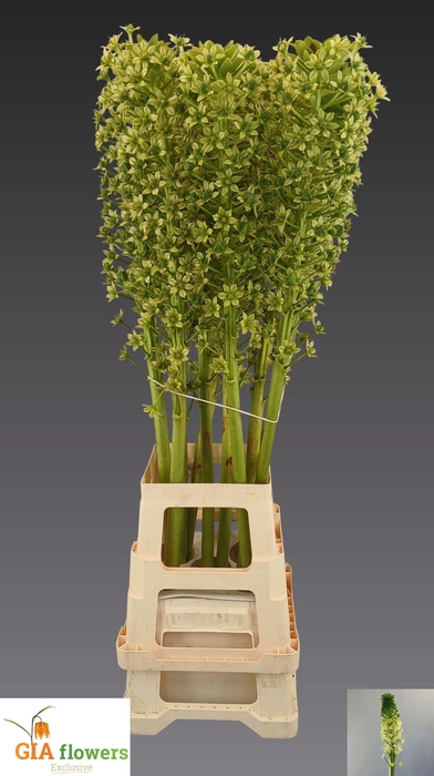 <h4>EUCOMIS P-E GOLIATH</h4>