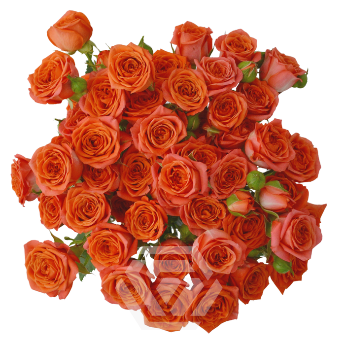 R TR FIBONACCI AUREUS Tessa