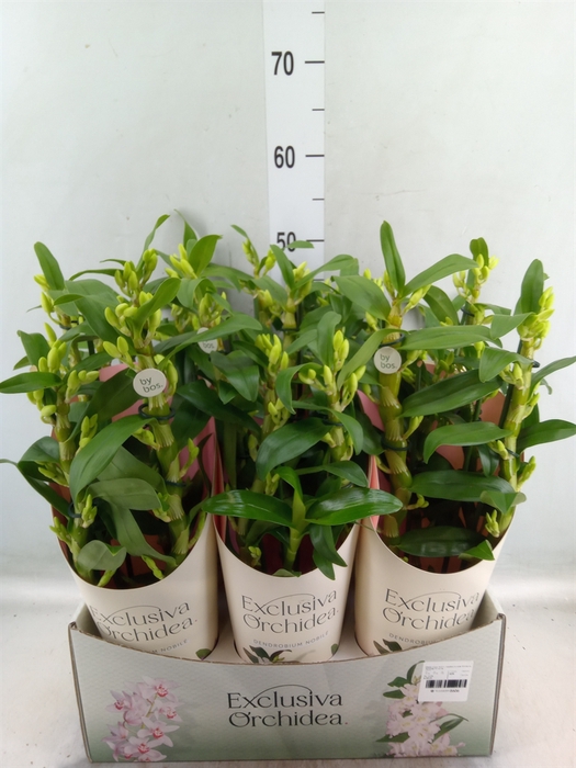 <h4>Dendrobium nob. 'StarCla Apollon'</h4>
