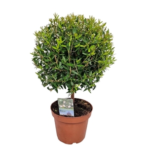 MYRTUS COM