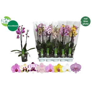 PHAL GEM 8 KL