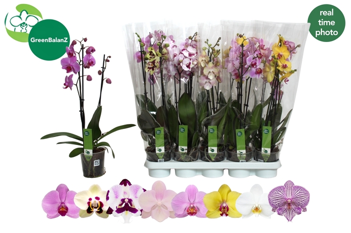 <h4>PHAL GEM 8 KL</h4>