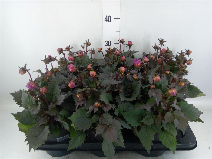 <h4>Dahlia  'Dahlinova Tempt Pink Bico'</h4>