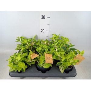 Pedilanthus tithymal.