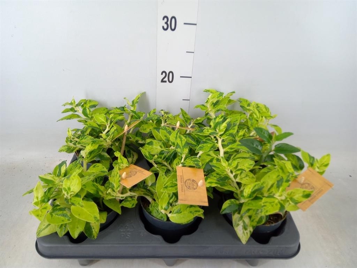 <h4>Pedilanthus tithymal.</h4>