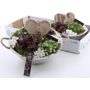 Arrangementen Sempervivum 6%