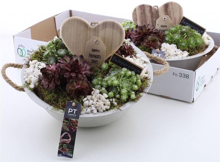 <h4>Arrangementen Sempervivum 6%</h4>