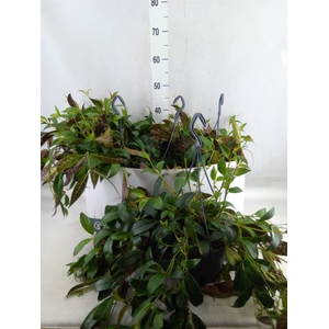 Aeschynanthus marmoratus