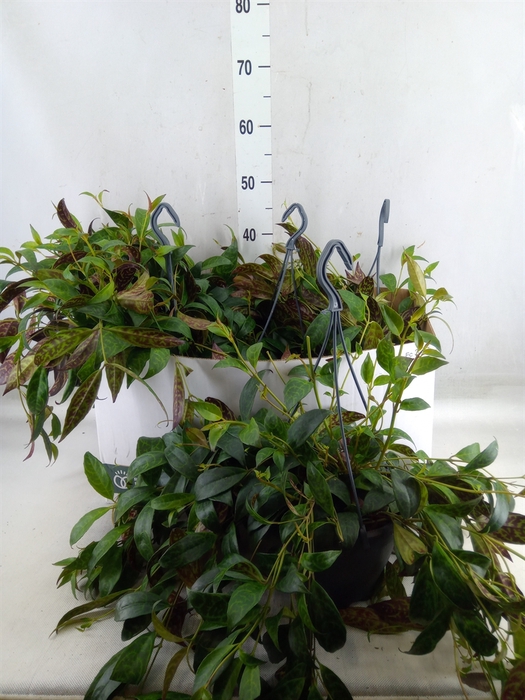 <h4>Aeschynanthus marmoratus</h4>