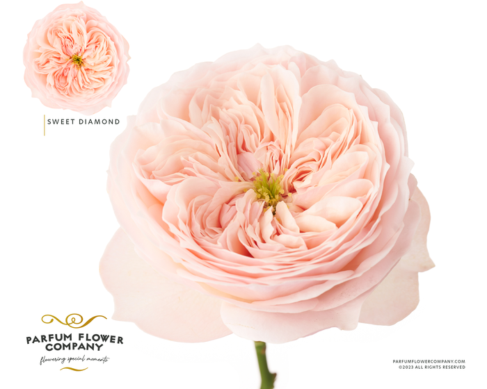 <h4>Rosa Garden Sweet Diamond</h4>