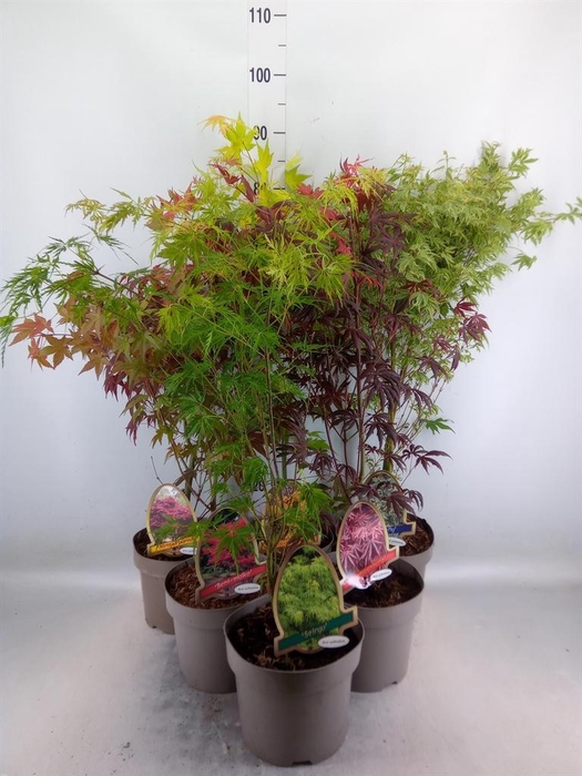 <h4>Acer palmatum</h4>