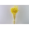 Dried Lagurus Yellow Bunch Slv