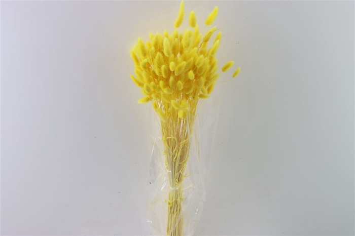 <h4>Dried Lagurus Yellow Bunch Slv</h4>