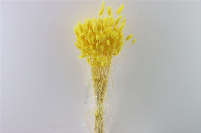 Dried Lagurus Yellow Bunch Slv
