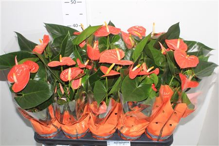 <h4>Anthu An Pr Of Orang 4-5+</h4>