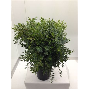 Euc Parvifolia Lang Fr