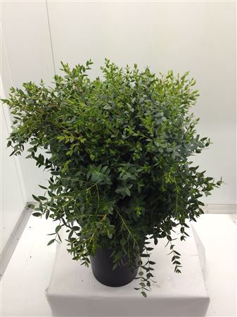 <h4>Euc Parvifolia Lang (fr)</h4>