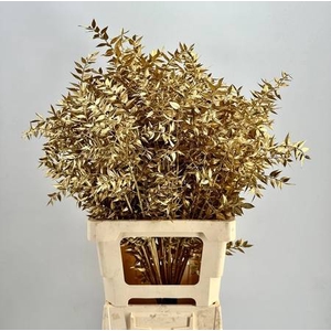 Dried Bleached Ruscus Gold