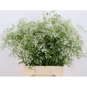ANTHRISCUS SYLVESTRIS WIT 070CM