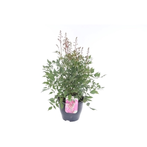 Astilbe arendsii Amerika