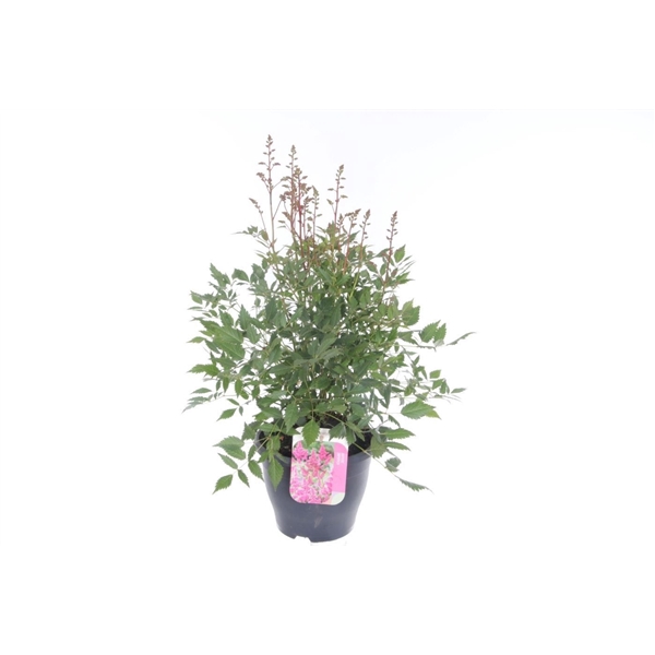 <h4>Astilbe arendsii Amerika</h4>