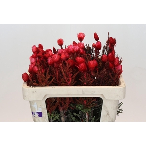Kaaps Groen Phaenocoma Red