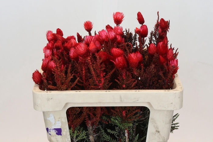 <h4>Kaaps Groen Phaenocoma Red</h4>