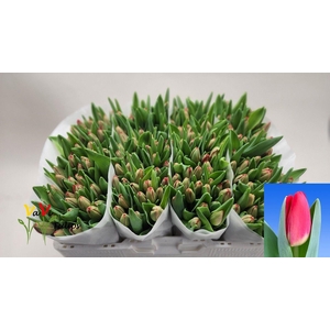 TU EN ANTARCTIC FIRE