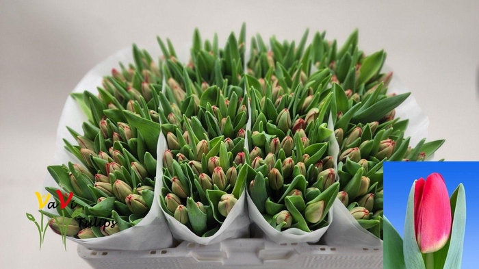 <h4>TU EN ANTARCTIC FIRE</h4>